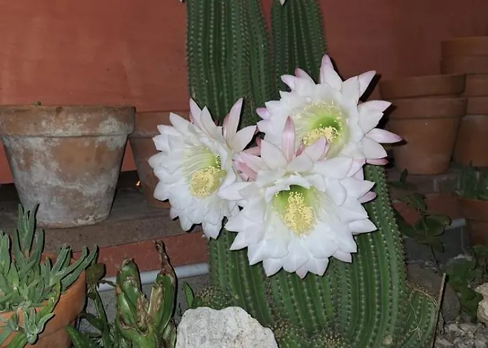 Il Rifugio Di Dante B&B 3*